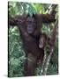 Orangutan Mother and Baby in Tree, Tanjung National Park, Borneo-Theo Allofs-Stretched Canvas