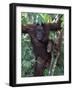 Orangutan Mother and Baby in Tree, Tanjung National Park, Borneo-Theo Allofs-Framed Photographic Print