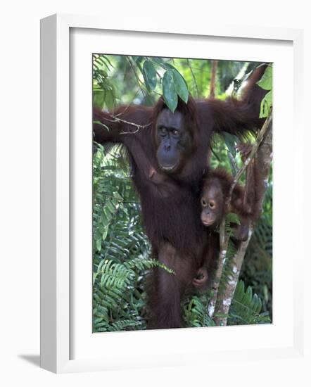 Orangutan Mother and Baby in Tree, Tanjung National Park, Borneo-Theo Allofs-Framed Photographic Print