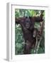 Orangutan Mother and Baby in Tree, Tanjung National Park, Borneo-Theo Allofs-Framed Photographic Print