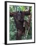 Orangutan Mother and Baby in Tree, Tanjung National Park, Borneo-Theo Allofs-Framed Photographic Print