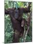 Orangutan Mother and Baby in Tree, Tanjung National Park, Borneo-Theo Allofs-Mounted Photographic Print