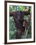 Orangutan Mother and Baby in Tree, Tanjung National Park, Borneo-Theo Allofs-Framed Photographic Print