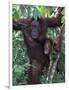 Orangutan Mother and Baby in Tree, Tanjung National Park, Borneo-Theo Allofs-Framed Photographic Print