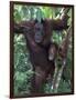 Orangutan Mother and Baby in Tree, Tanjung National Park, Borneo-Theo Allofs-Framed Photographic Print