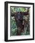 Orangutan Mother and Baby in Tree, Tanjung National Park, Borneo-Theo Allofs-Framed Photographic Print