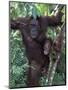 Orangutan Mother and Baby in Tree, Tanjung National Park, Borneo-Theo Allofs-Mounted Photographic Print