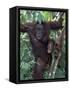 Orangutan Mother and Baby in Tree, Tanjung National Park, Borneo-Theo Allofs-Framed Stretched Canvas