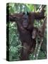 Orangutan Mother and Baby in Tree, Tanjung National Park, Borneo-Theo Allofs-Stretched Canvas