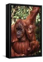 Orangutan Mother and Child-DLILLC-Framed Stretched Canvas