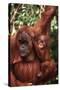 Orangutan Mother and Child-DLILLC-Stretched Canvas