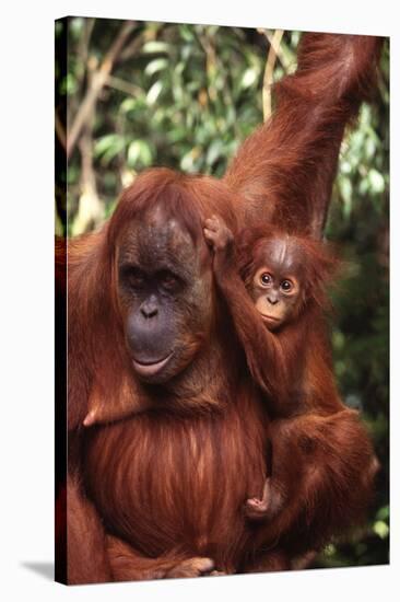 Orangutan Mother and Child-DLILLC-Stretched Canvas