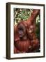 Orangutan Mother and Child-DLILLC-Framed Premium Photographic Print