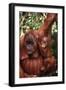 Orangutan Mother and Child-DLILLC-Framed Premium Photographic Print