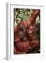 Orangutan Mother and Child-DLILLC-Framed Premium Photographic Print