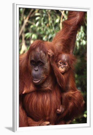 Orangutan Mother and Child-DLILLC-Framed Premium Photographic Print