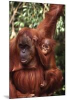 Orangutan Mother and Child-DLILLC-Mounted Premium Photographic Print