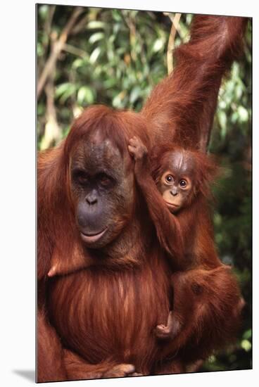 Orangutan Mother and Child-DLILLC-Mounted Premium Photographic Print