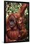 Orangutan Mother and Child-DLILLC-Framed Premium Photographic Print