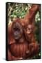 Orangutan Mother and Child-DLILLC-Framed Stretched Canvas