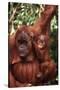 Orangutan Mother and Child-DLILLC-Stretched Canvas