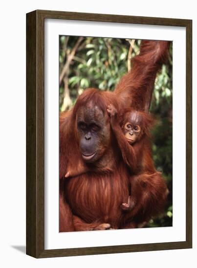 Orangutan Mother and Child-DLILLC-Framed Photographic Print