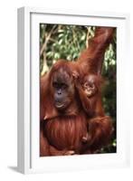 Orangutan Mother and Child-DLILLC-Framed Photographic Print