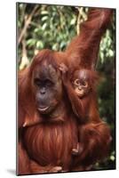 Orangutan Mother and Child-DLILLC-Mounted Photographic Print