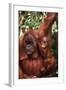 Orangutan Mother and Child-DLILLC-Framed Photographic Print