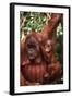 Orangutan Mother and Child-DLILLC-Framed Photographic Print