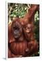 Orangutan Mother and Child-DLILLC-Framed Photographic Print