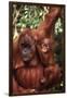 Orangutan Mother and Child-DLILLC-Framed Photographic Print