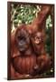 Orangutan Mother and Child-DLILLC-Framed Photographic Print