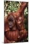 Orangutan Mother and Child-DLILLC-Mounted Photographic Print