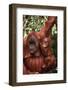 Orangutan Mother and Child-DLILLC-Framed Photographic Print