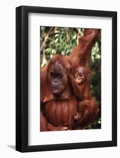 Orangutan Mother and Child-DLILLC-Framed Photographic Print