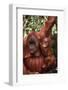 Orangutan Mother and Child-DLILLC-Framed Photographic Print