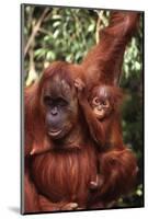 Orangutan Mother and Child-DLILLC-Mounted Photographic Print