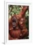 Orangutan Mother and Child-DLILLC-Framed Photographic Print