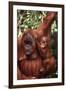 Orangutan Mother and Child-DLILLC-Framed Photographic Print