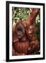 Orangutan Mother and Child-DLILLC-Framed Photographic Print