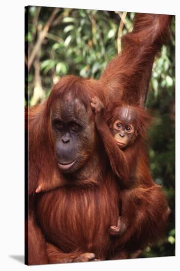 Orangutan Mother and Child-DLILLC-Stretched Canvas