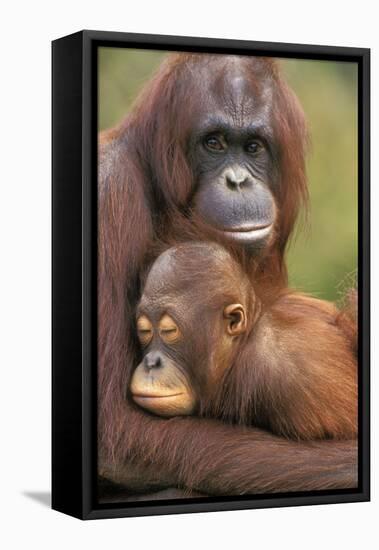Orangutan Mother with Baby-null-Framed Stretched Canvas