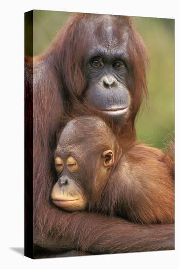 Orangutan Mother with Baby-null-Stretched Canvas