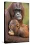 Orangutan Mother with Baby-null-Stretched Canvas