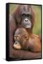 Orangutan Mother with Baby-null-Framed Stretched Canvas