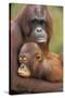 Orangutan Mother with Baby-null-Stretched Canvas