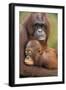 Orangutan Mother with Baby-null-Framed Premium Photographic Print