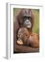 Orangutan Mother with Baby-null-Framed Premium Photographic Print