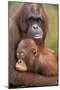 Orangutan Mother with Baby-null-Mounted Premium Photographic Print